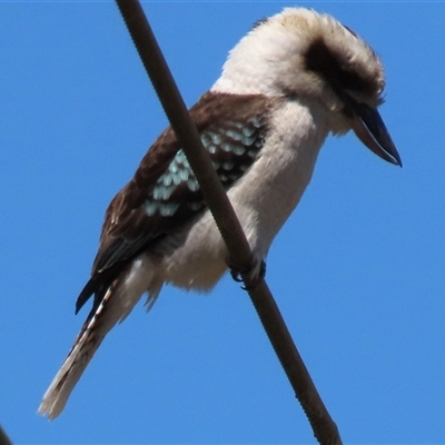 Dacelo novaeguineae (Laughing Kookaburra) at Evatt, ACT - 13 Oct 2024 by AndyRoo