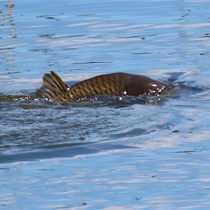 Cyprinus carpio at Fyshwick, ACT - 12 Oct 2024 02:18 PM