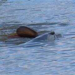 Cyprinus carpio at Fyshwick, ACT - 12 Oct 2024 02:18 PM