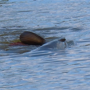 Cyprinus carpio at Fyshwick, ACT - 12 Oct 2024 02:18 PM