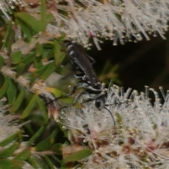 Turneromyia sp. (genus) at Freshwater Creek, VIC - 16 Feb 2021 by WendyEM