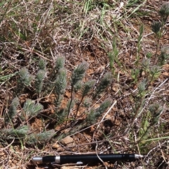 Pultenaea subspicata at Evatt, ACT - 13 Oct 2024 by AndyRoo