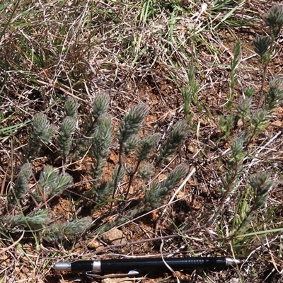 Pultenaea subspicata at Evatt, ACT - 13 Oct 2024 by AndyRoo