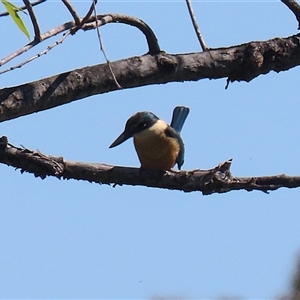 Todiramphus sanctus at Fyshwick, ACT - 12 Oct 2024 02:44 PM