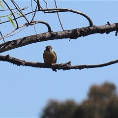 Todiramphus sanctus at Fyshwick, ACT - 12 Oct 2024 02:44 PM