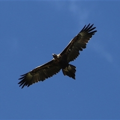 Aquila audax (Wedge-tailed Eagle) at Fyshwick, ACT - 12 Oct 2024 by RodDeb