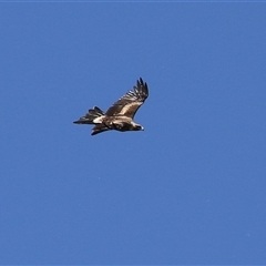 Aquila audax at Fyshwick, ACT - 12 Oct 2024