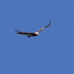 Aquila audax at Fyshwick, ACT - 12 Oct 2024