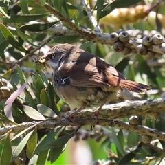 Sericornis frontalis (White-browed Scrubwren) at Fyshwick, ACT - 12 Oct 2024 by RodDeb