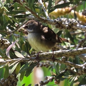 Sericornis frontalis at Fyshwick, ACT - 12 Oct 2024 02:19 PM