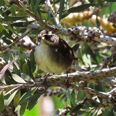 Sericornis frontalis at Fyshwick, ACT - 12 Oct 2024