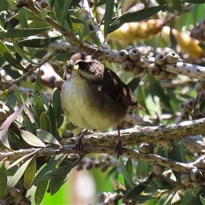 Sericornis frontalis at Fyshwick, ACT - 12 Oct 2024 02:19 PM