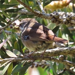 Sericornis frontalis at Fyshwick, ACT - 12 Oct 2024 02:19 PM