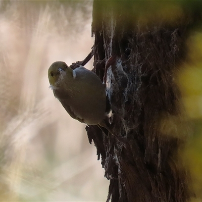 Ptilotula penicillata (White-plumed Honeyeater) at Fyshwick, ACT - 12 Oct 2024 by RodDeb