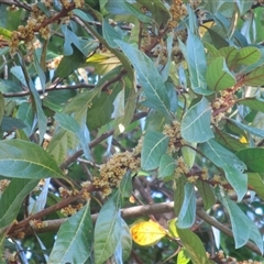 Litsea breviumbellata (rusty–leaf bollywood) at Newell, QLD - 23 May 2018 by Jason7Stewart2016onNM