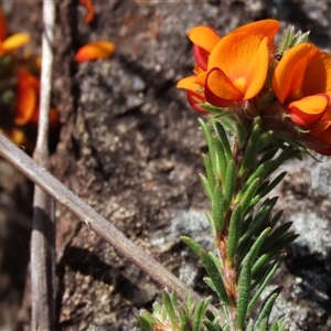 Pultenaea subspicata at Evatt, ACT - 13 Oct 2024 03:14 PM