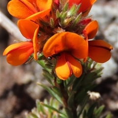 Pultenaea subspicata at Evatt, ACT - 13 Oct 2024 03:14 PM