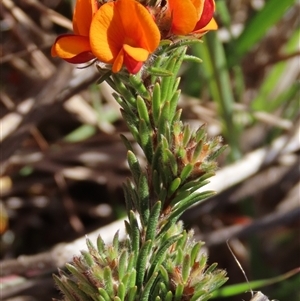 Pultenaea subspicata at Evatt, ACT - 13 Oct 2024 03:14 PM