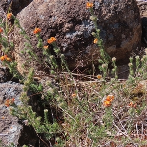 Pultenaea subspicata at Evatt, ACT - 13 Oct 2024 03:14 PM