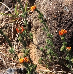 Pultenaea subspicata at Evatt, ACT - 13 Oct 2024 03:14 PM