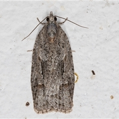 Acropolitis ergophora (A tortrix or leafroller moth) at Melba, ACT - 13 Oct 2024 by kasiaaus