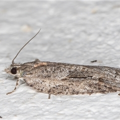 Acropolitis ergophora at Melba, ACT - 13 Oct 2024 08:23 PM