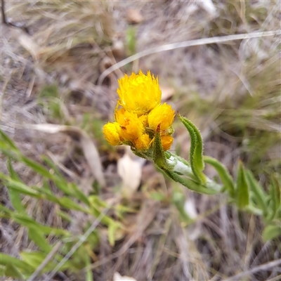 Chrysocephalum apiculatum (Common Everlasting) at Watson, ACT - 13 Oct 2024 by abread111