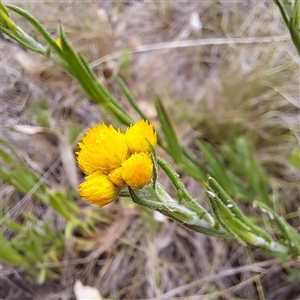 Chrysocephalum apiculatum at Watson, ACT - 14 Oct 2024 10:59 AM