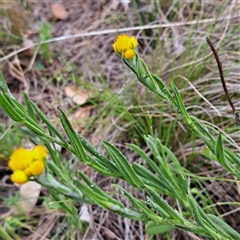 Chrysocephalum apiculatum at Watson, ACT - 14 Oct 2024 10:59 AM