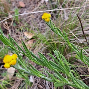 Chrysocephalum apiculatum at Watson, ACT - 14 Oct 2024 10:59 AM