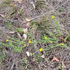 Chrysocephalum apiculatum at Watson, ACT - 14 Oct 2024 10:59 AM