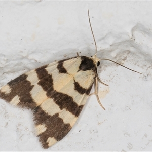 Thallarcha partita at Melba, ACT - 13 Oct 2024 08:27 PM