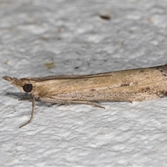 Faveria tritalis (Couchgrass Webworm) at Melba, ACT - 13 Oct 2024 by kasiaaus