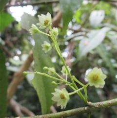 Daphnandra repandula at Mossman Gorge, QLD - 19 Mar 2015 08:22 AM
