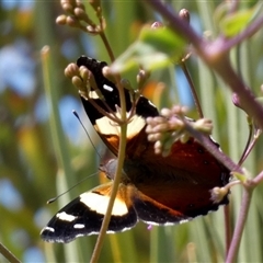 Vanessa itea (Yellow Admiral) at Monkey Mia, WA - 10 Sep 2024 by Paul4K