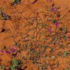 Swainsona microphylla (Small-leaved Swainson-Pea) at Monkey Mia, WA - 10 Sep 2024 by Paul4K