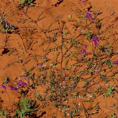 Swainsona microphylla (Small-leaved Swainson-Pea) at Monkey Mia, WA - 10 Sep 2024 by Paul4K