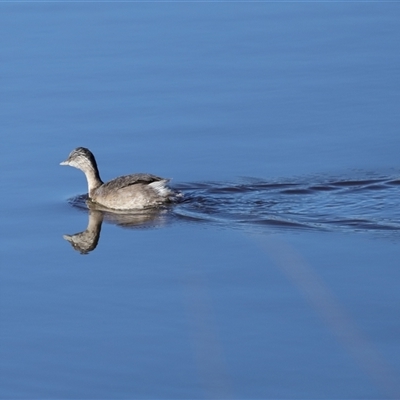 Poliocephalus poliocephalus (Hoary-headed Grebe) at Throsby, ACT - 28 Jun 2024 by TimL