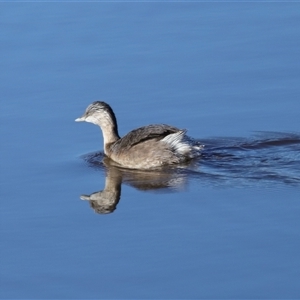 Poliocephalus poliocephalus at Throsby, ACT - 28 Jun 2024