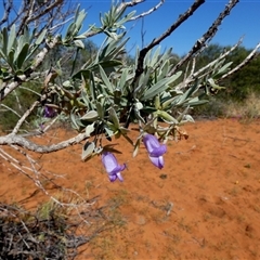 Eremophila sp. (Emu Bush) at Monkey Mia, WA - 10 Sep 2024 by Paul4K