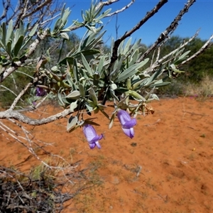 Eremophila sp. at Monkey Mia, WA - 10 Sep 2024 12:43 PM