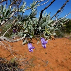 Eremophila sp. at Monkey Mia, WA - 10 Sep 2024 12:43 PM