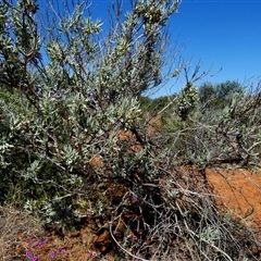 Eremophila sp. at Monkey Mia, WA - 10 Sep 2024 12:43 PM