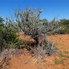 Eremophila sp. at Monkey Mia, WA - 10 Sep 2024 12:43 PM