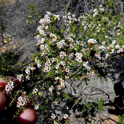 Unverified Other Shrub at Monkey Mia, WA - 10 Sep 2024 by Paul4K