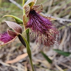 Calochilus platychilus (Purple Beard Orchid) at Uriarra Village, ACT - 14 Oct 2024 by HarleyB