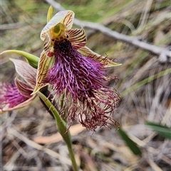 Calochilus platychilus at Uriarra Village, ACT - 14 Oct 2024