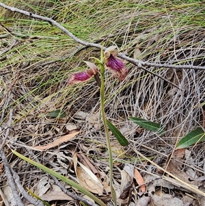 Calochilus platychilus at Uriarra Village, ACT - 14 Oct 2024