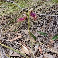 Calochilus platychilus at Uriarra Village, ACT - 14 Oct 2024