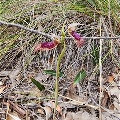 Calochilus platychilus at Uriarra Village, ACT - 14 Oct 2024